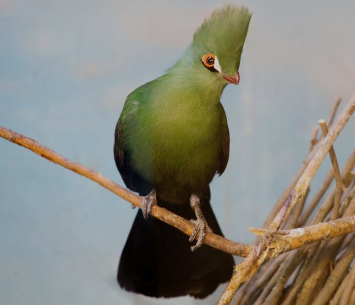 Turaco: The Vibrant Jewel of the African Forests