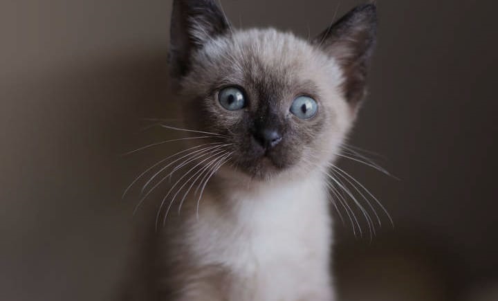 Why Siamese Cats Are So Unique: A Deep Dive into Their Personality, History, and Beauty
