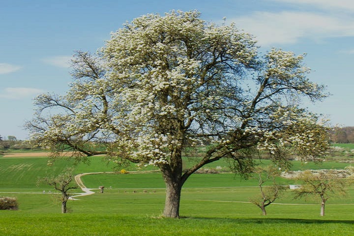 Grow Your Own Orchard in Record Time:- The Fastest Fruit Trees to Plant Today