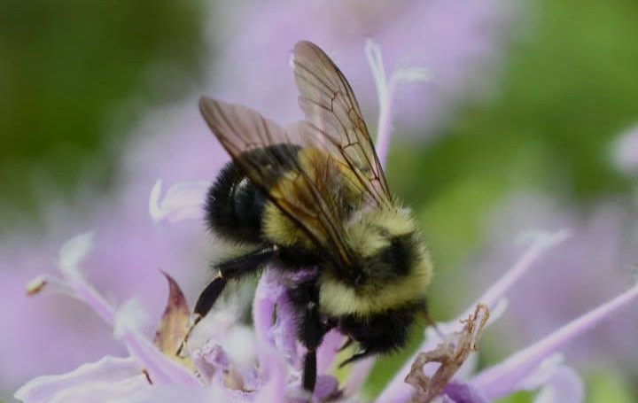 Why Is the Rusty Patched Bumble Bee Disappearing