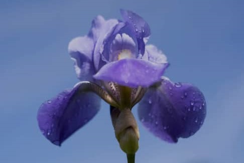 Why the Iris Flower Is So Special: A Journey Through History, Culture, and Nature