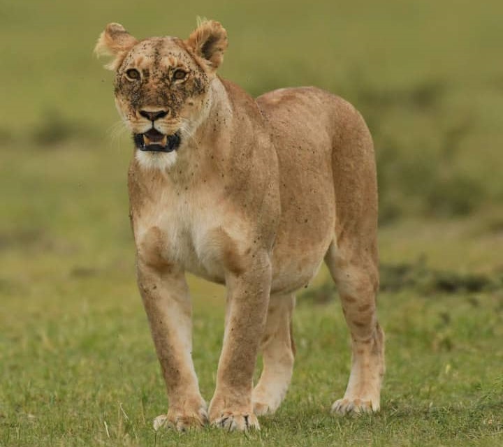 The Secret Lifestyle of a Female Lion: - A Glimpse Into Her World