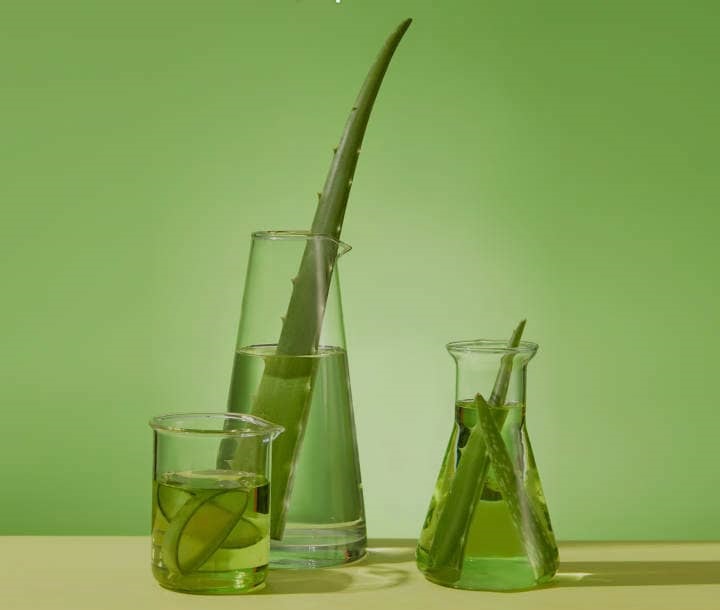 Aloe Vera: The Secret Plant for Skin and Health