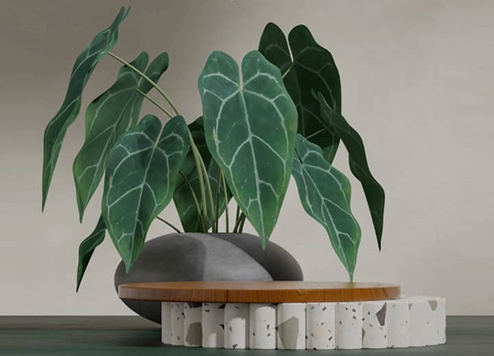 Why You Should Add Black Leaf Taro to Your Indoor Garden