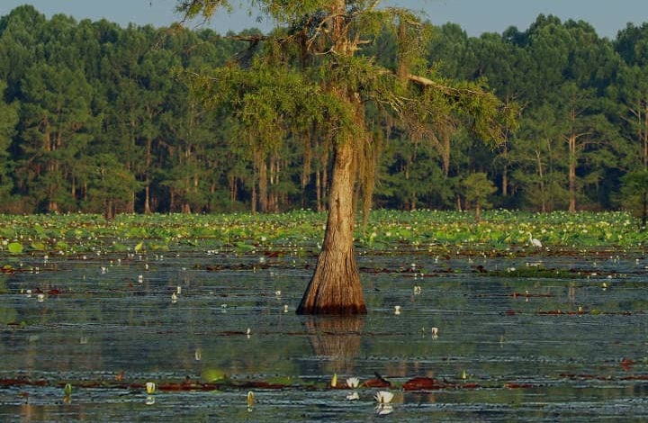 How Wetlands Boost Our Health: A Deep Dive into Natural Healing Power