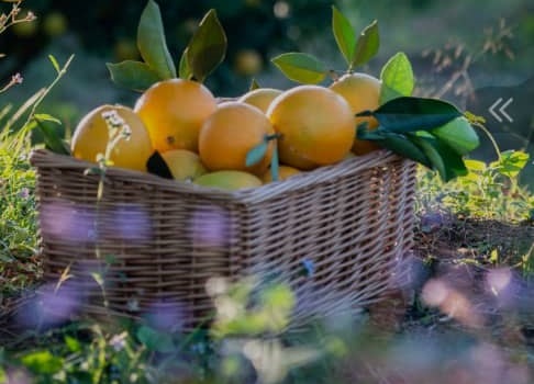 Sweet and Juicy: Selecting the Best Oranges