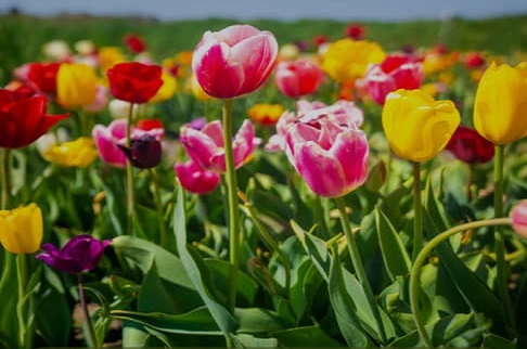 Witness the Spectacular Blooms: 2025 Ultimate Guide