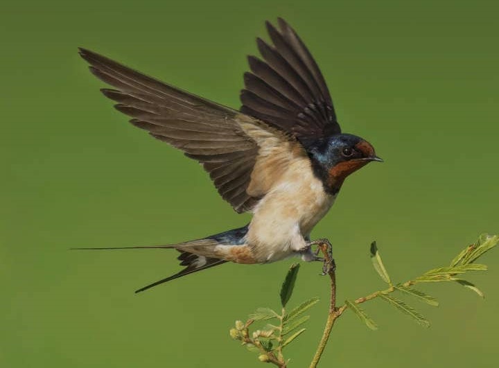 10 Surprising Swallow Facts You Will Not Believe From a Bird Eye View
