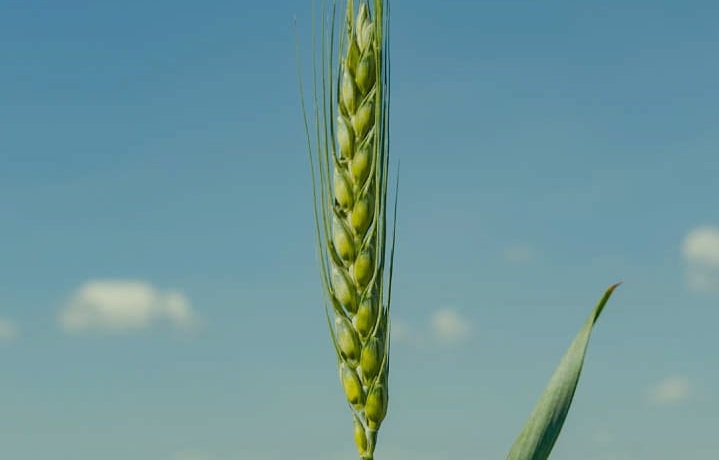 How Wheat Impacts Your Health: The Good, the Bad, and the Whole Truth
