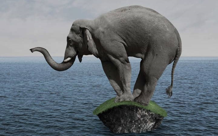 Why Elephants Are So Smart and Lovable