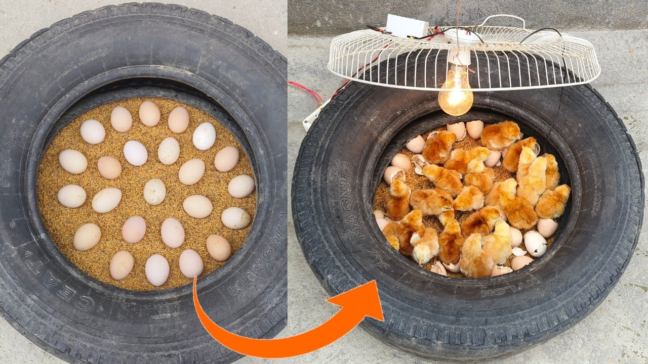 Egg Hatching in Old Tyre: A Smart, Low-Cost Incubation Method
